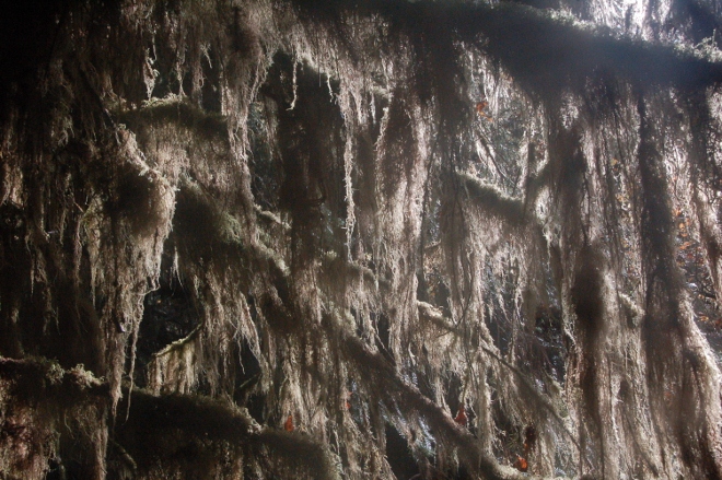 In the Hoh Rain Forest